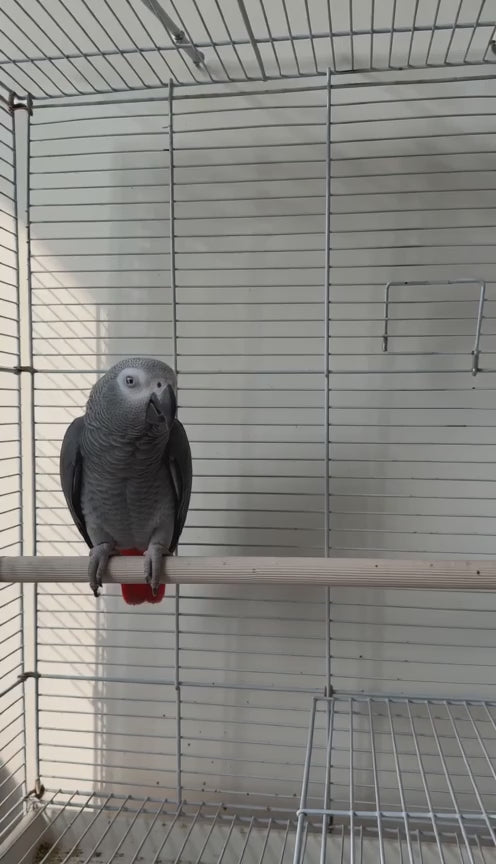 Bored parrot perks up at a new foraging toy