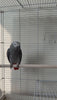 Bored parrot perks up at a new foraging toy