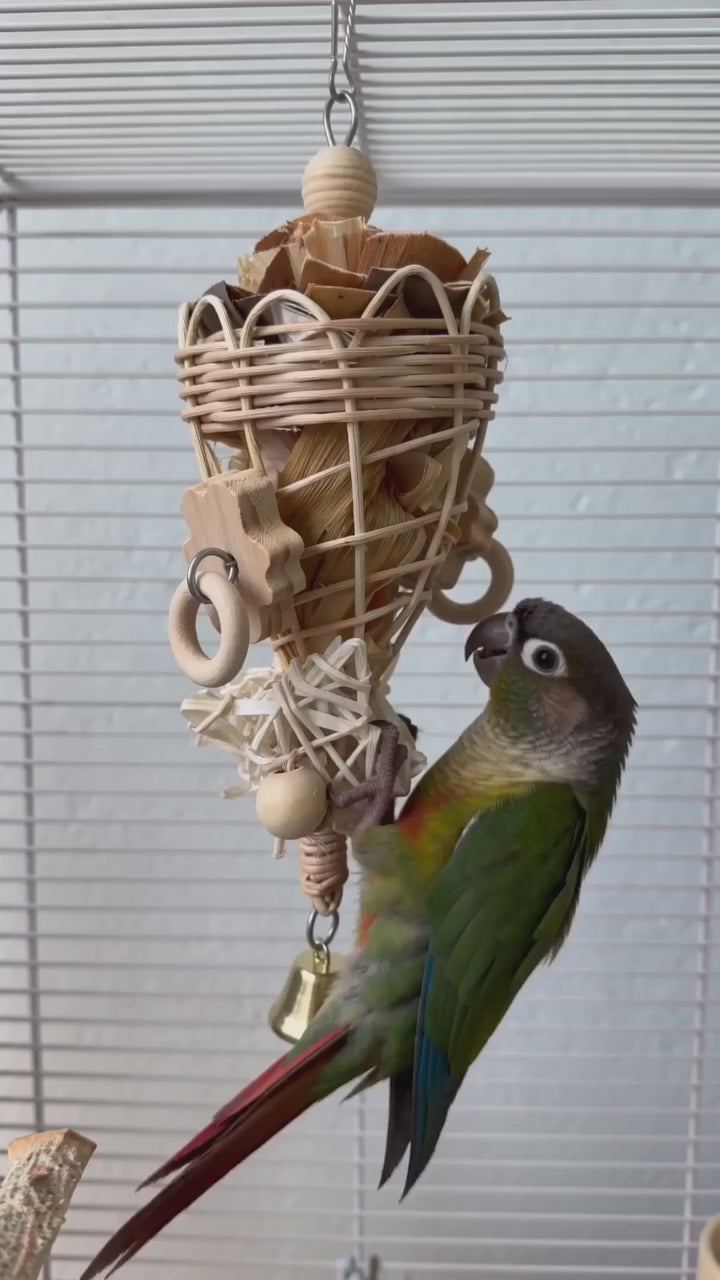 Conure shredding the natural rattan foraging cone