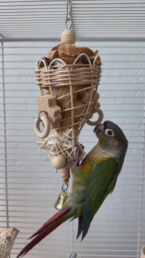 Conure shredding the natural rattan foraging cone